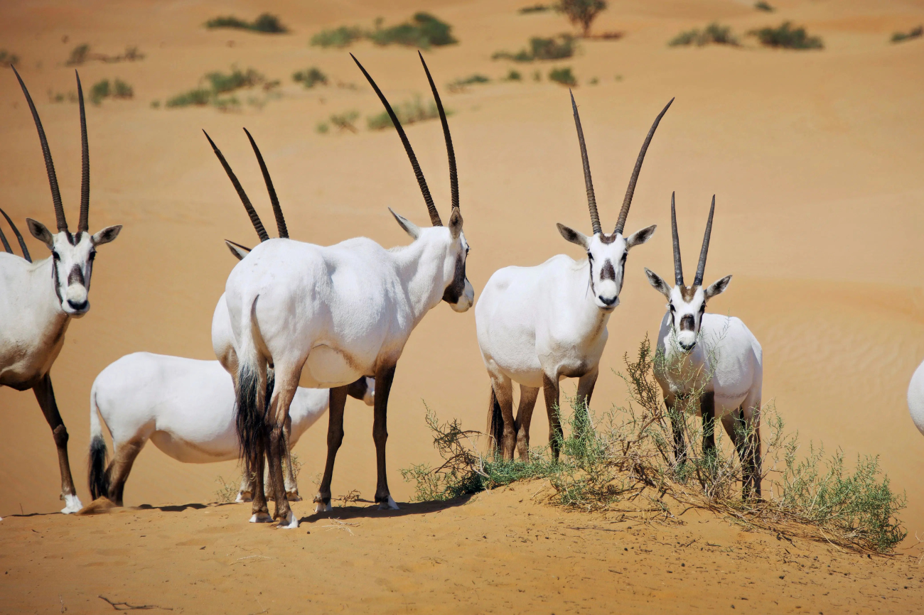 Desert National Park